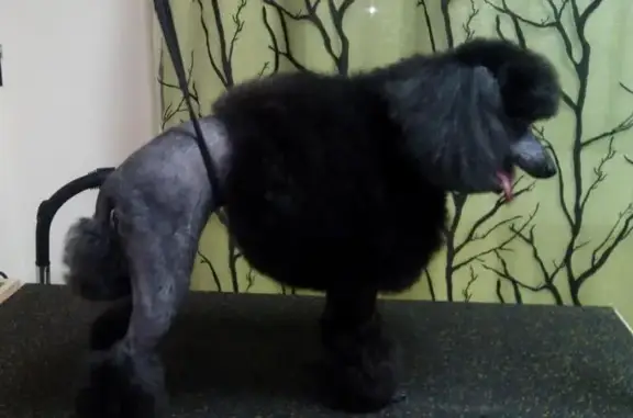 Зоопарикмахерская Цирюльня для собак на улице Карла Маркса