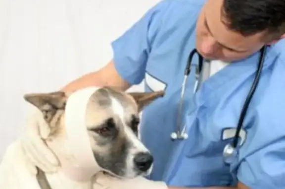 Ветеринарная клиника Животный лекарь на Таганской