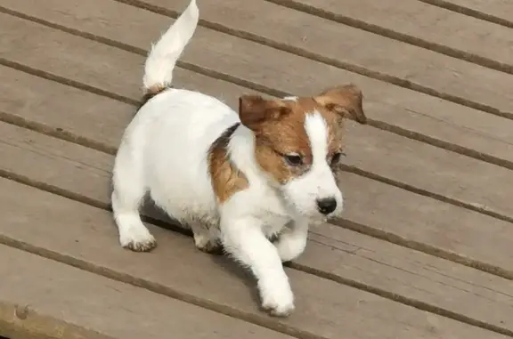 Клуб-питомник Северо-Западный союз