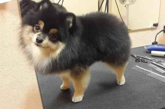 Зоосалон Уши лапы хвост в Мурино