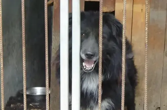 Центр дрессировки и воспитания собак на улице Молодогвардейцев