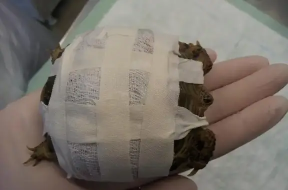 Lavet.su, ветеринарная клиника