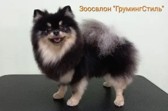 Зоосалон стрижки собак и кошек ГрумингСтиль