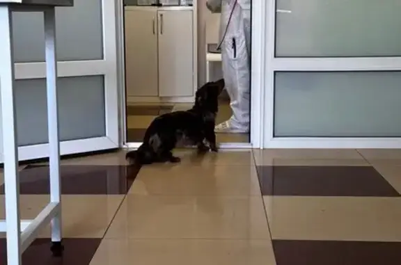 Ветеринарная клиника ПульсВет