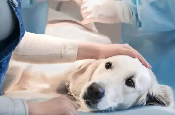 Welcome Vet, ветеринарная клиника