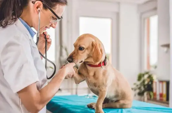 Ветеринарная клиника Ласка на улице Ленина, 71 в Лобне