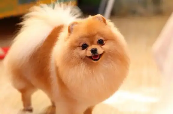 9 жизней, центр ветеринарных услуг