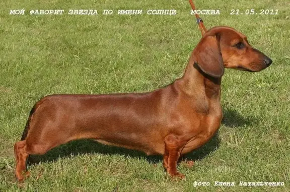 Питомник собак Мой Фаворит