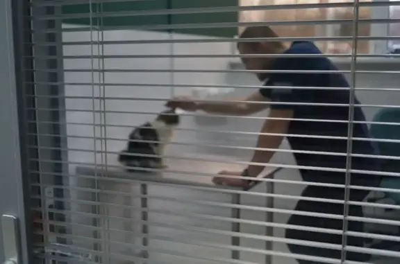 Dr.Vetson, ветеринарная клиника