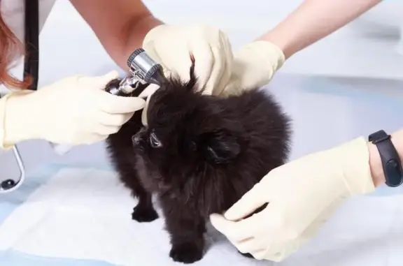 Ветеринарная клиника New Vet в Новоселье