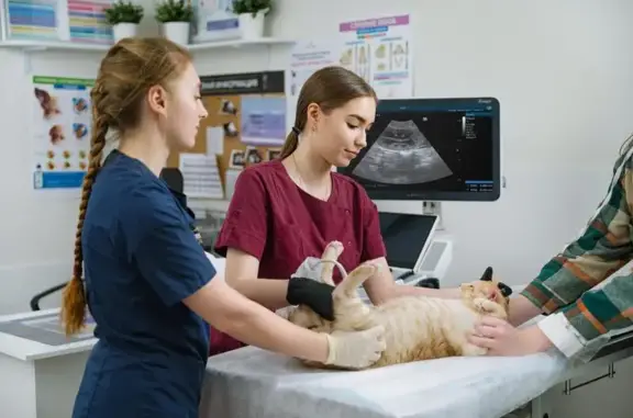 Евровет, многопрофильный клинико-диагностический ветеринарный центр