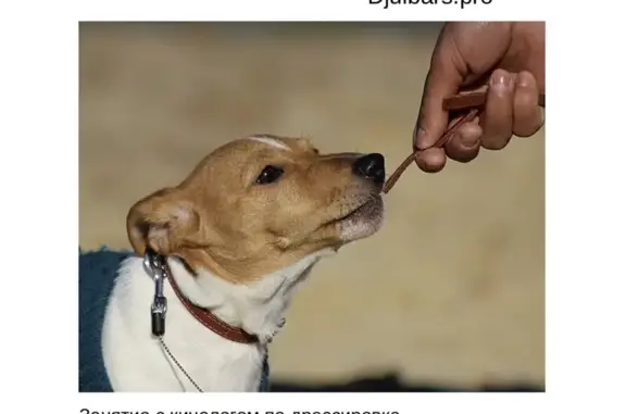 Кинологический центр Джульбарс на Университетском проспекте, 107/1