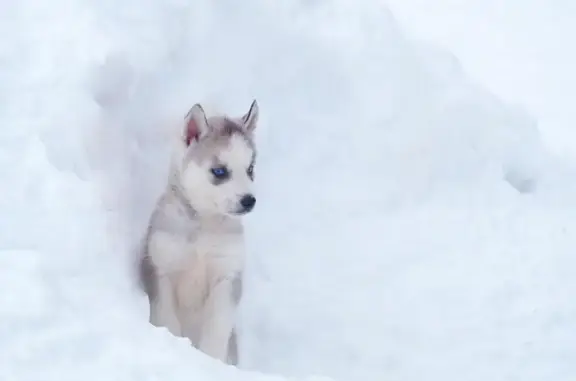 Питомник Verum Stellas