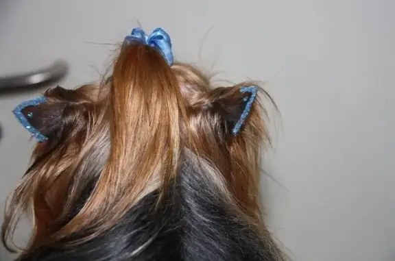 Зоосалон Фокс на улице Коммуны