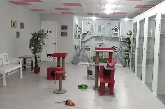 Гостиница для кошек CAT CITY в Сормовском районе