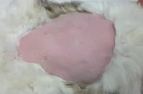 Доктор Вет, ветеринарная клиника