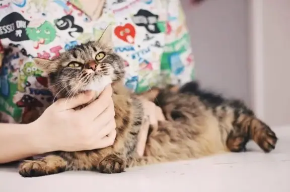 Ветеринарная клиника Акуна Матата на улице Залесского