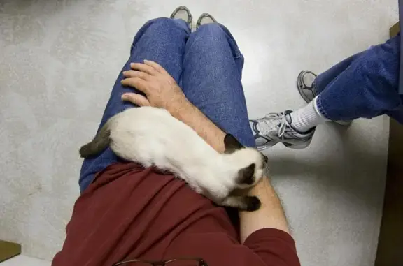 Кошкин дом, зоомаркет и ветеринарная клиника