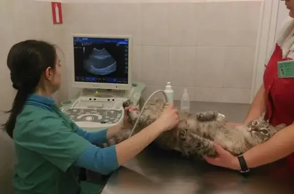 Ветеринарная клиника доктора Анникова