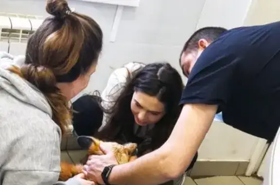 Vet.Eget, ветеринарная клиника