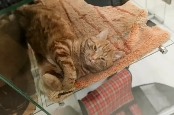 Гостиница для животных BookingCat