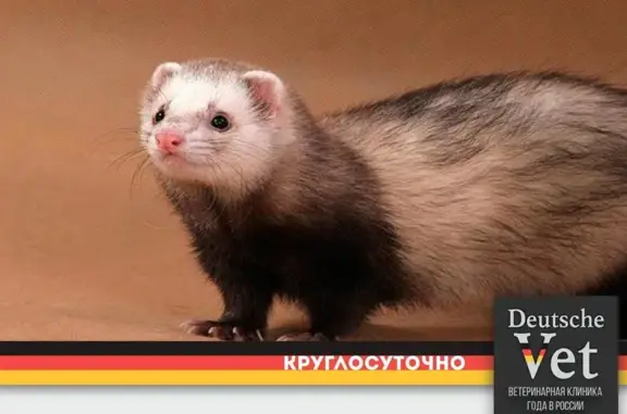 Ветеринарная клиника Дойче Вет на Екатерининской улице