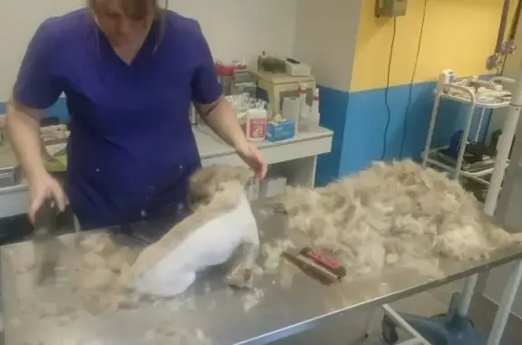 Абсолютвет, ветеринарная клиника