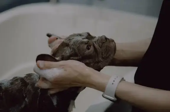 Груминг-салон G&B Grooming на метро Ботанический сад