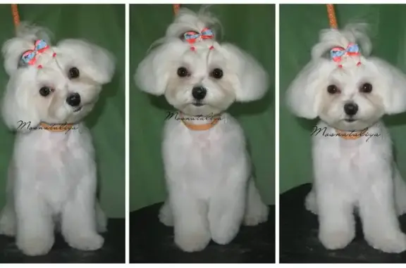 Салон стрижки собак на улице Васильева