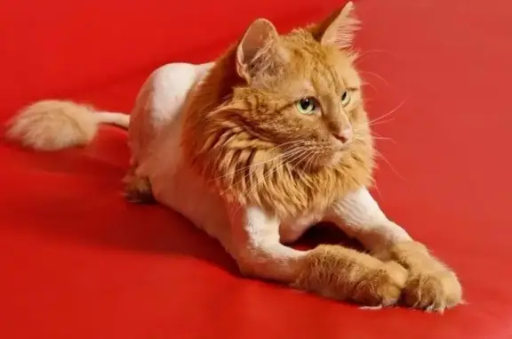 Ветеринарная клиника Атлантвет на улице Чкалова в Жуковском