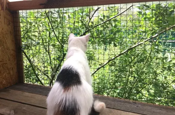 Гостиница для кошек «ДАЧА» в Пушкинском районе