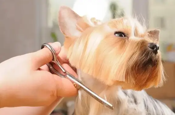 Груминг-салон Hamelton в Коммунарке