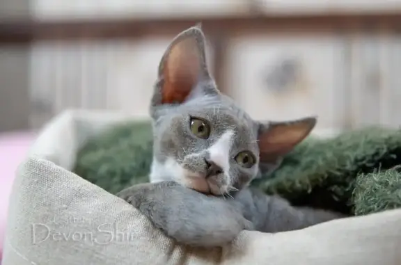 Питомник DevonShir