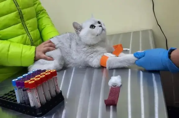 Рыжий Кот, ветеринарная клиника