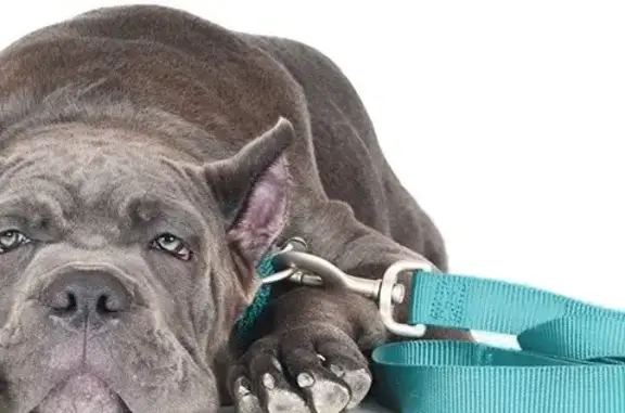 Выездная ветеринарная служба Ветеринар на дом на проспекте Ленина