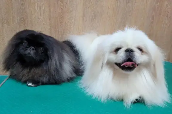 Салон-парикмахерская для животных Зоостиль