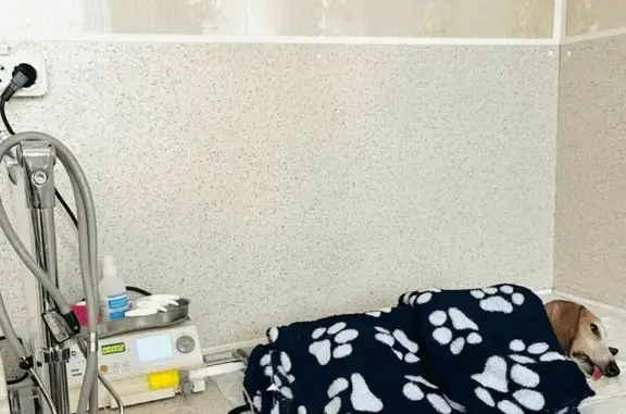 Игуана, ветеринарный центр