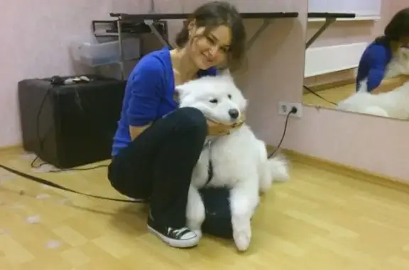 Зоопарикмахерская Puppy на Ленинском проспекте