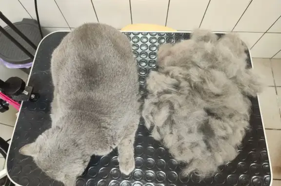 Салон груминга Марсианин