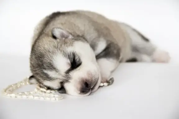 Питомник хаски Fieri Crystal