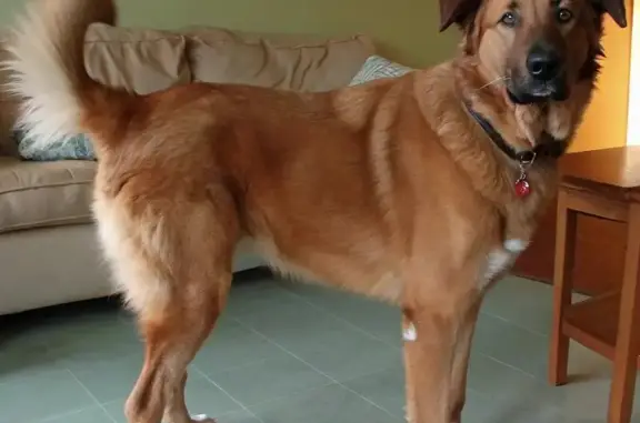 Ветеринарная клиника Ветеринарный спасатель