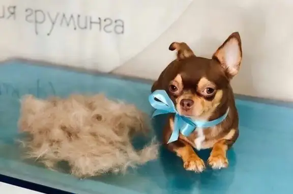 Студия груминга Nicole в Новогорелово