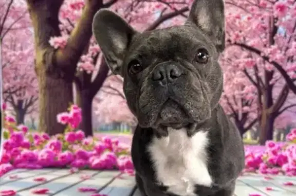 Зоосалон Милый пёс