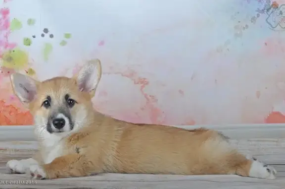 Питомник List aus Garten на 2-ой Садовой улице