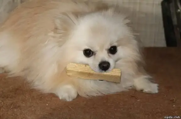 Клуб любителей животных Эгида на улице Чаадаева, 147