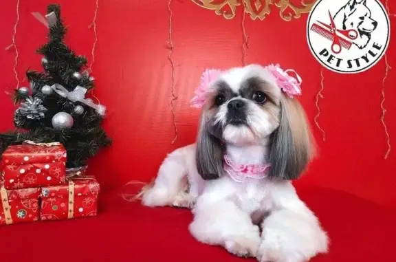 Груминг-салон Стильный пудель