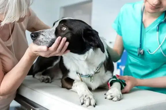 Ветритуал Дорога на радугу на улице Строителей