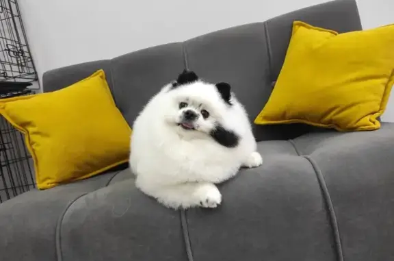 Студия груминга Orso