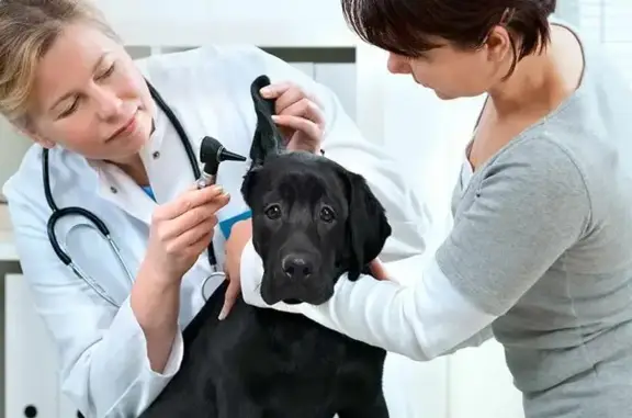 Ветеринарная клиника БалашихаВет на Разинском шоссе в Балашихе