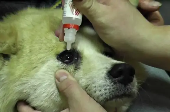 Центр ветеринарной офтальмологии на улице Энгельса в Химках